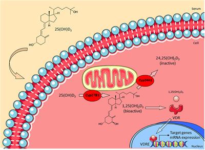 Regulation of the Immune Balance During Allogeneic Hematopoietic Stem Cell Transplantation by Vitamin D